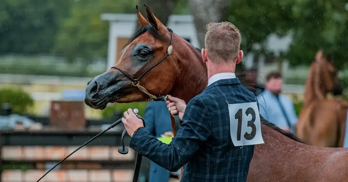 Reitturnier fotografie