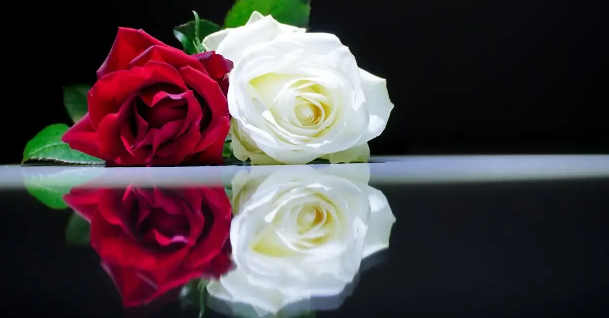 Blume fotografie