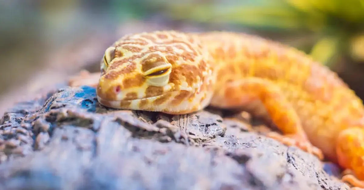 Close up fotografie