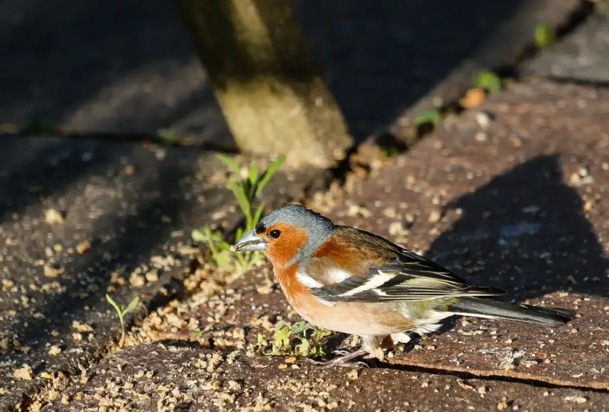 Fink fotografie