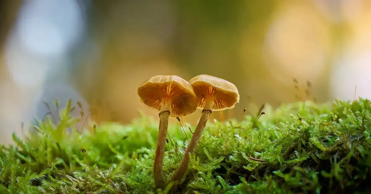 Fokus fotografie
