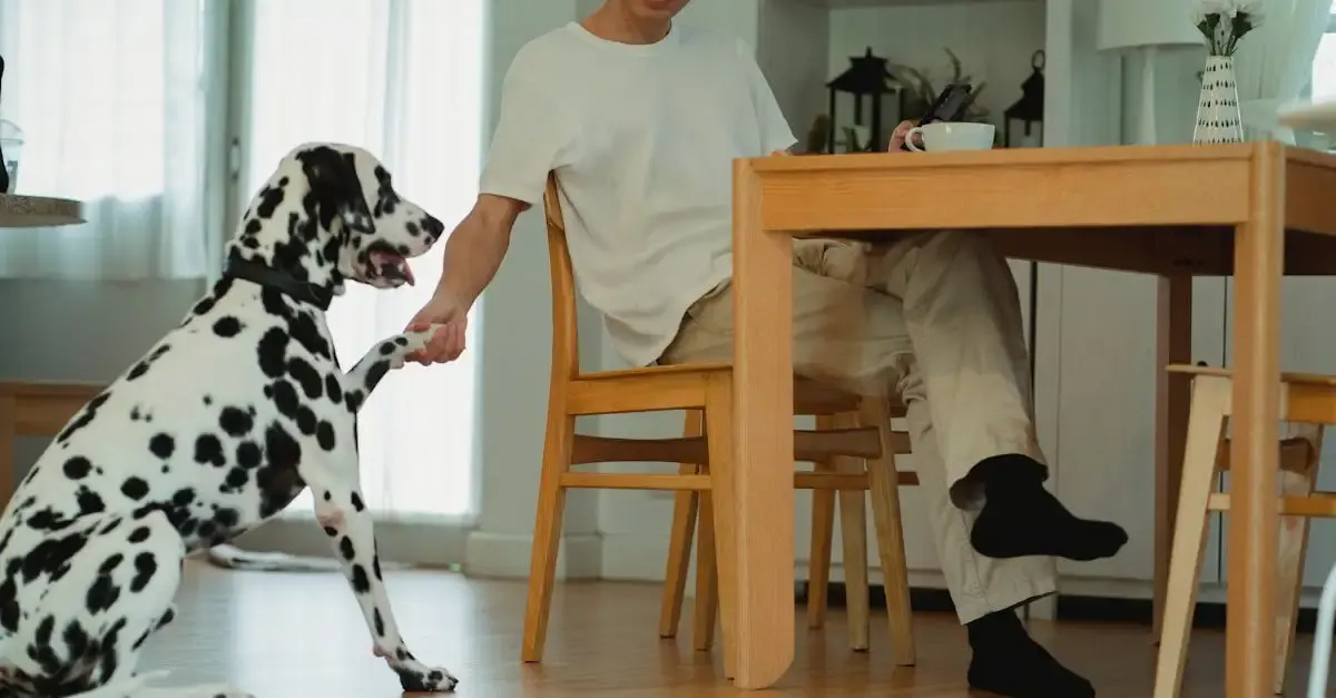 Fotografie von Hund und Mensch: Emotionale Momente