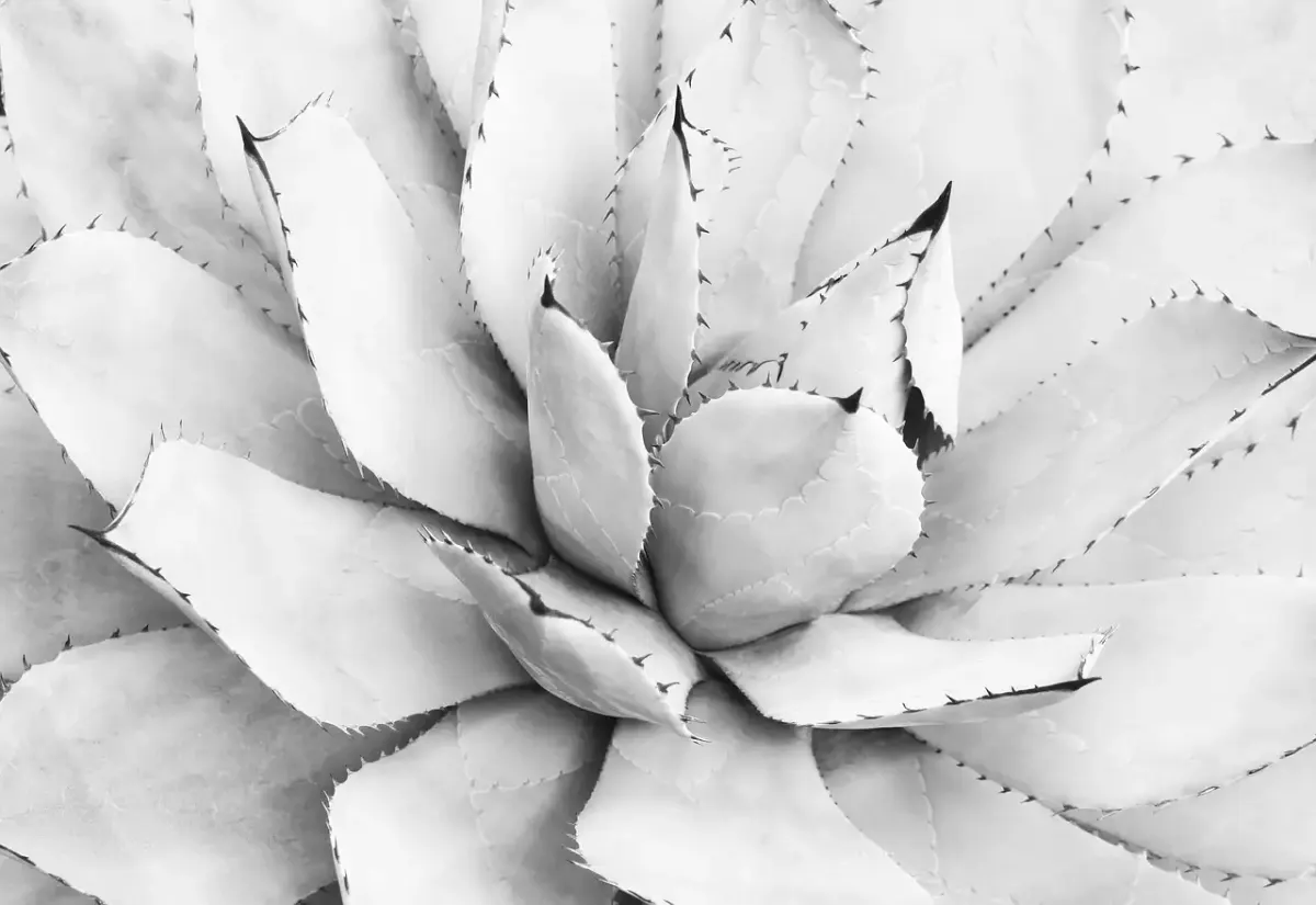 Fotografie zeitschrift kostenlos