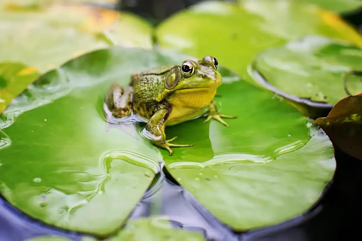 Fröscher fotografie