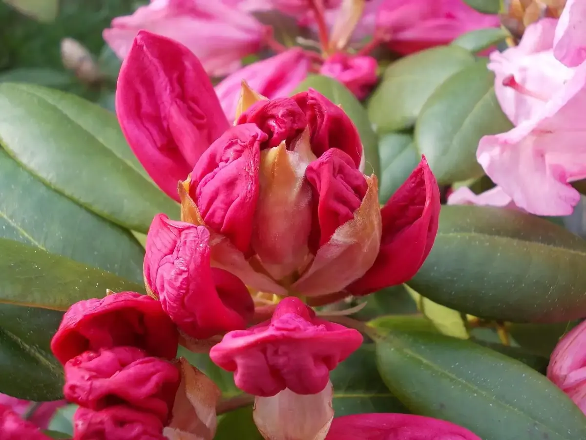 Frühling fotografie