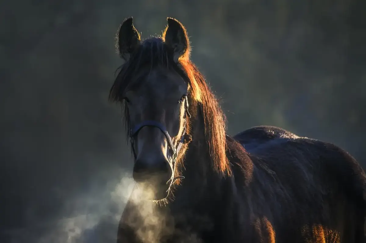 Gegenlicht fotografie portrait