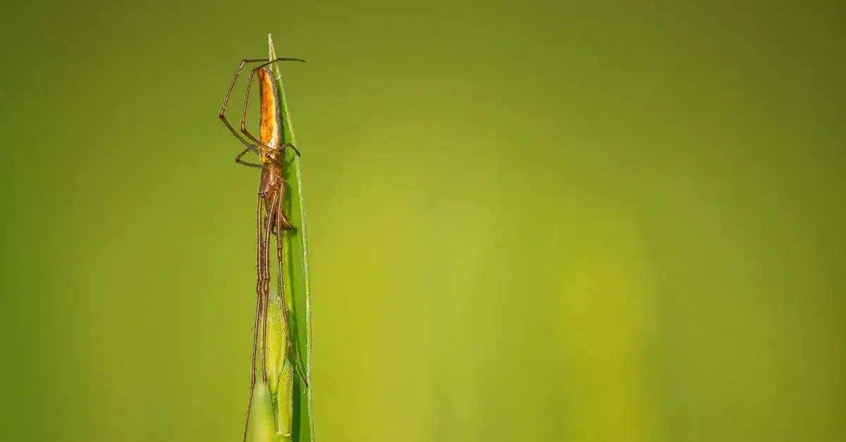 Schärfe Fotografie Kreuzworträtsel: Lösung für gestochen