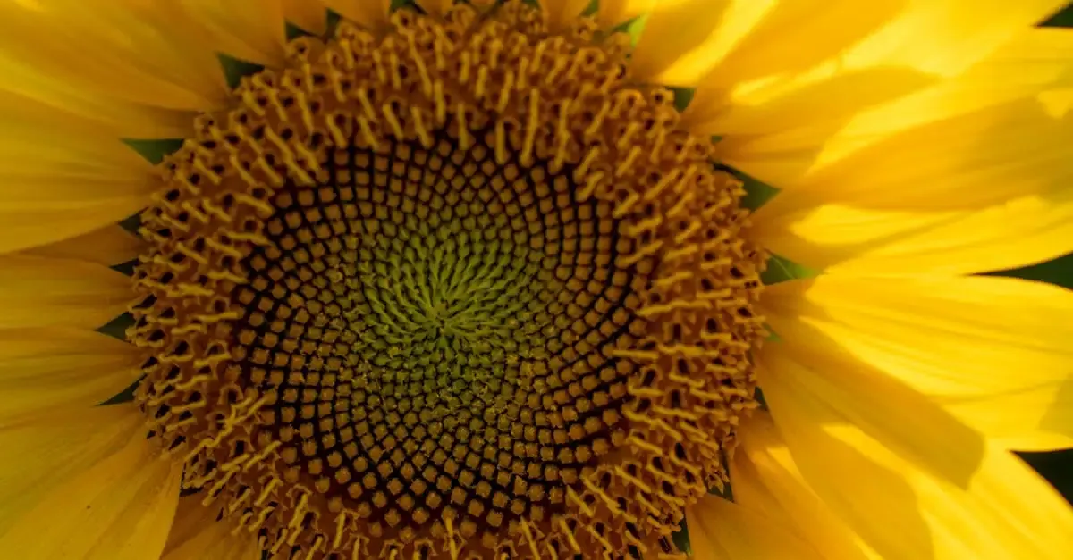 Goldene spirale fotografie