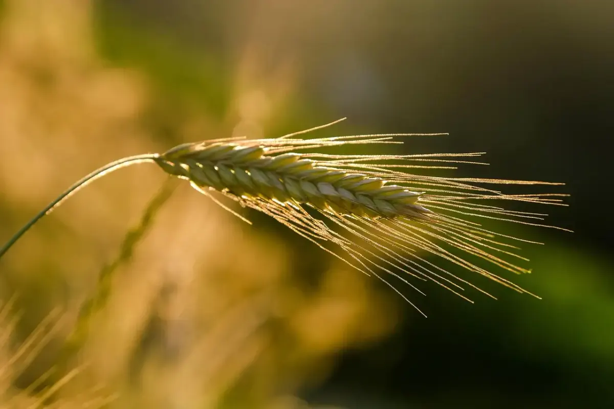 Golden hour fotografie