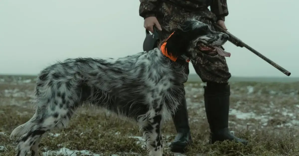Hund mensch fotografie