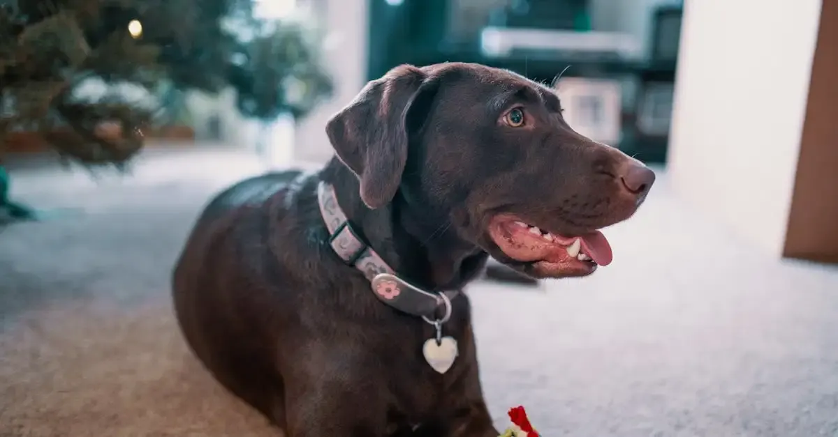 Fotografie hunde