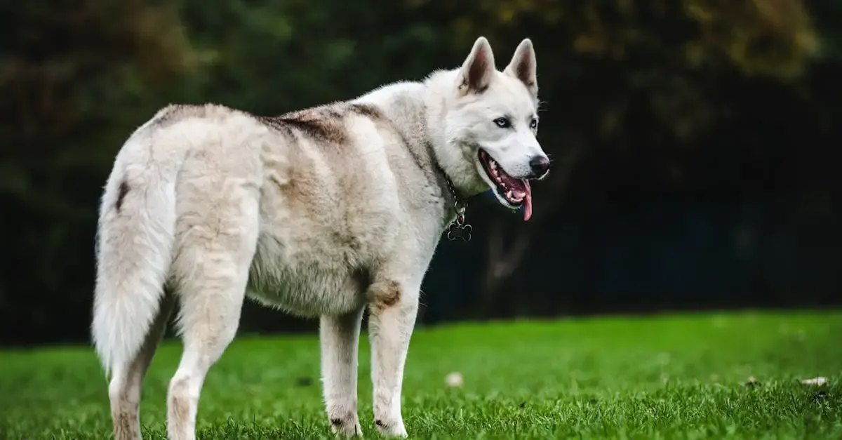 Hunde fotografie ideen