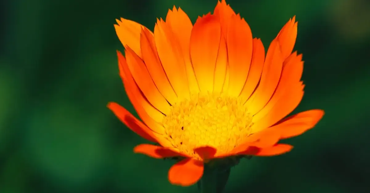 Blume fotografie