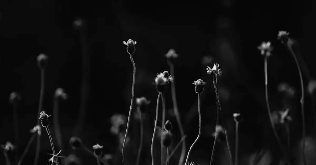 Blumen fotografie kunst