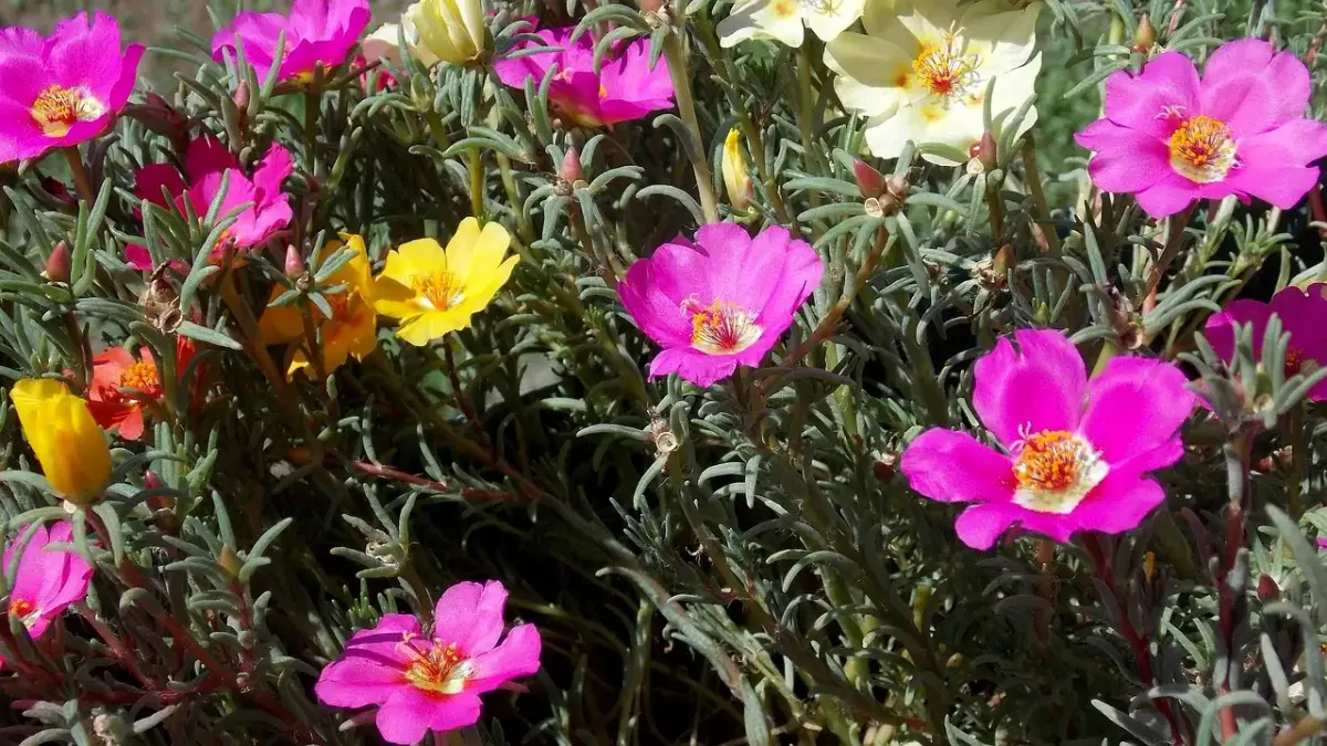 Blumenstrauß fotografie