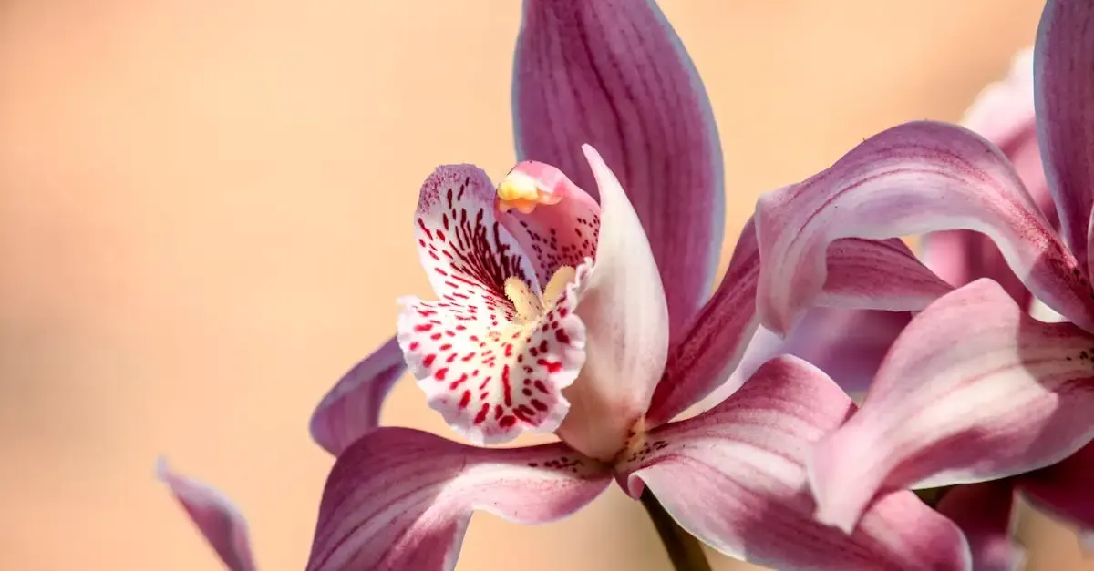 Close up fotografie
