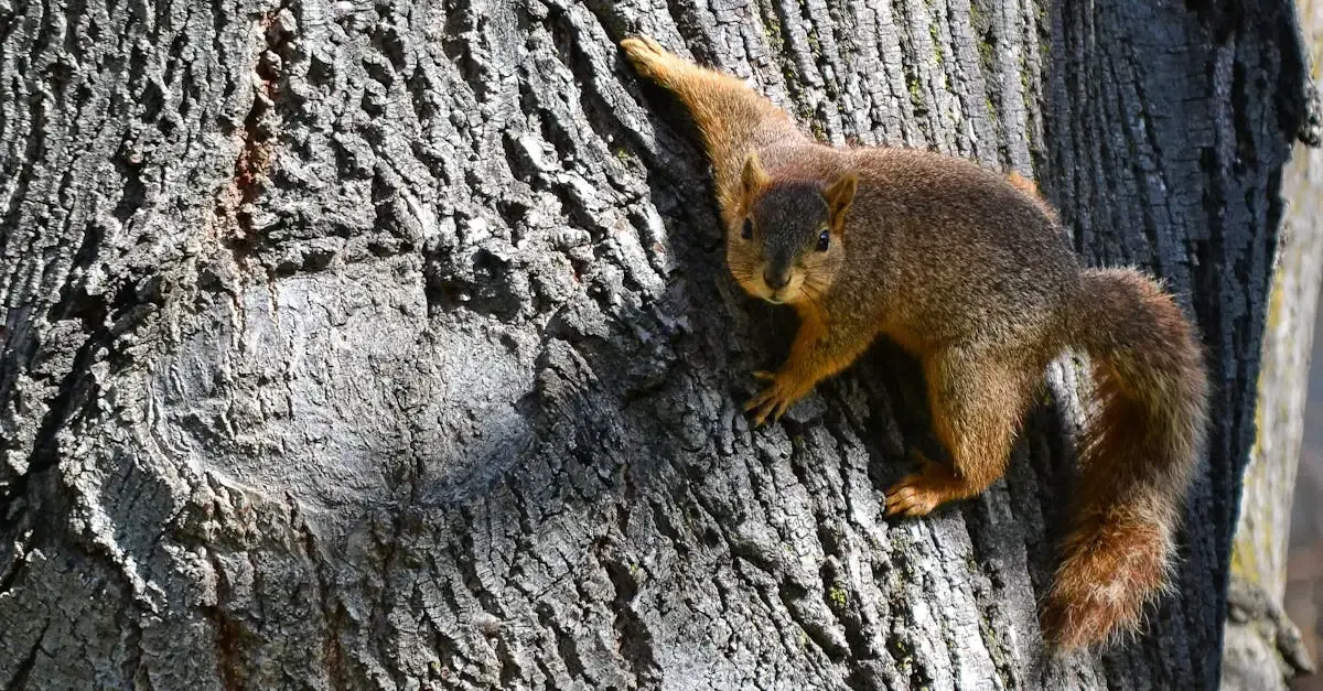 Eichhörnchen fotografie