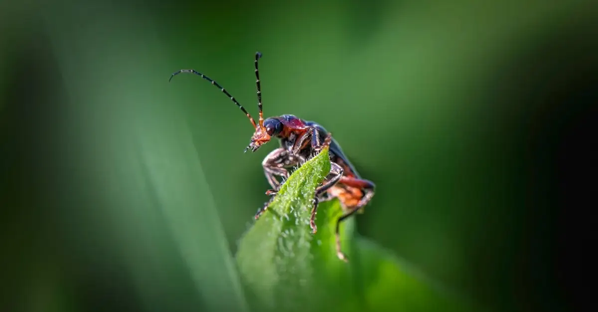 Fokus fotografie