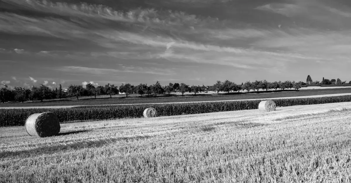 Fotografie balingen