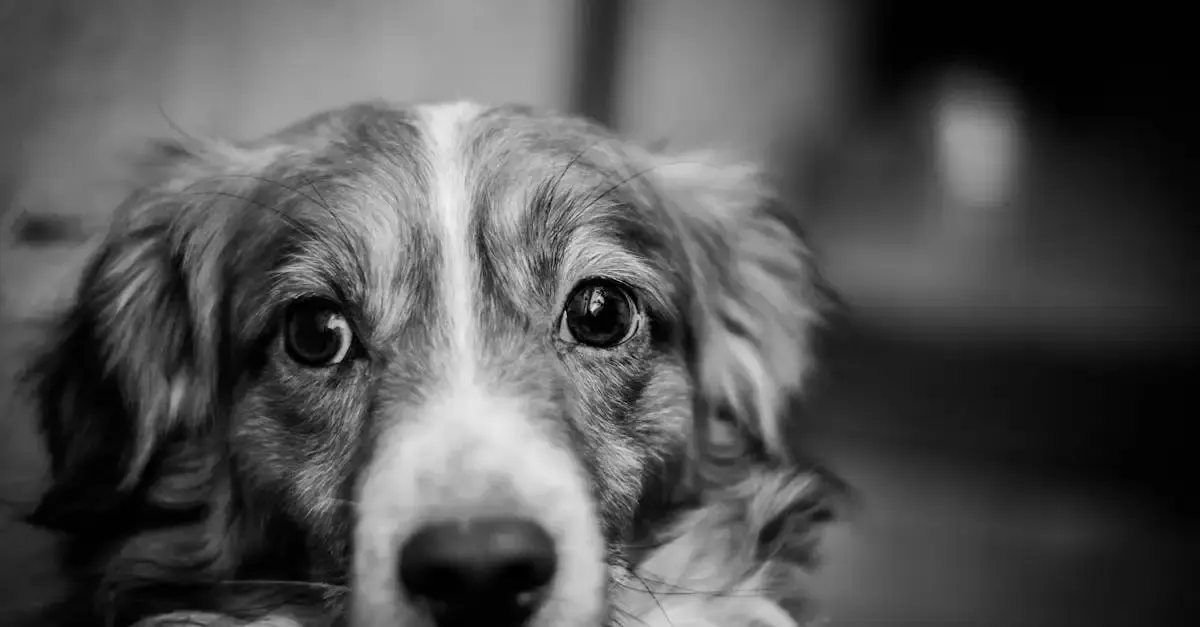 Fotografie hunde