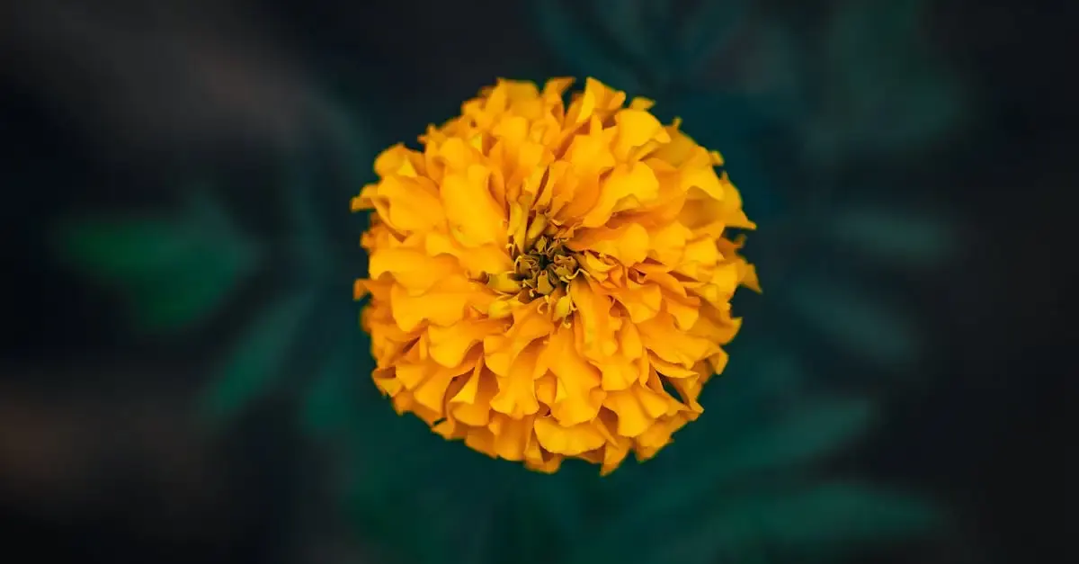 Fotografie namen instagram ideen