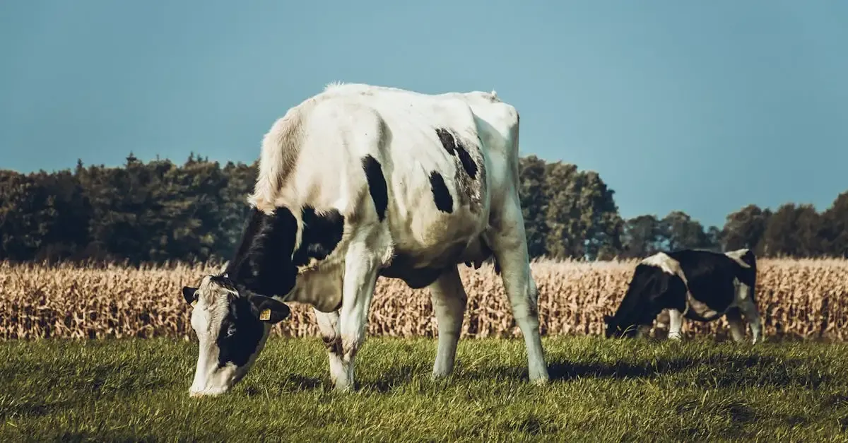 Fotografie oldenburg in holstein