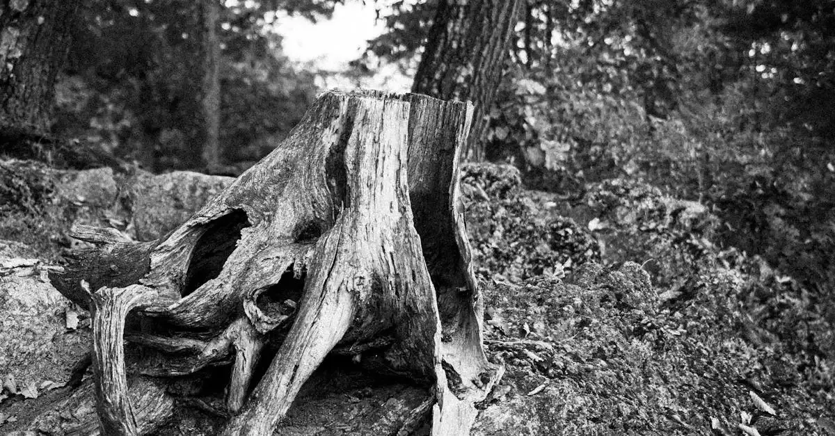 Fotografie schwarzwald