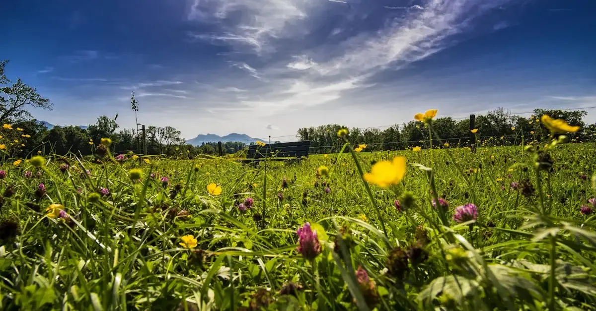 Fotografie wangen im allgäu