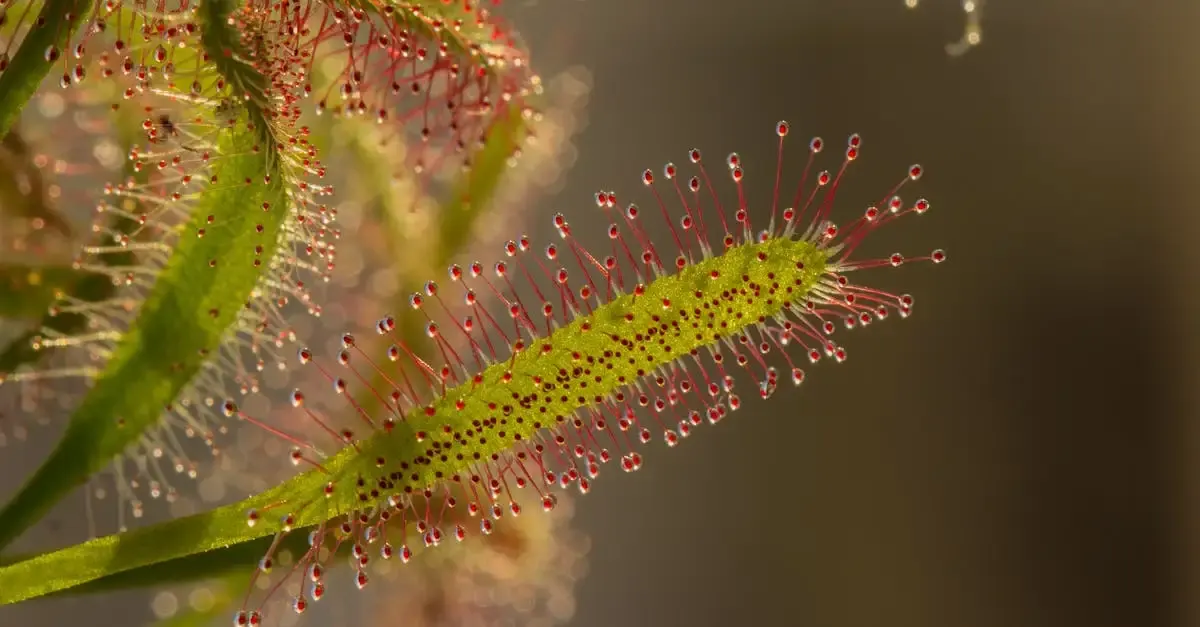 Glaskugel Fotografie Tipps: Meistere faszinierende Aufnahmen