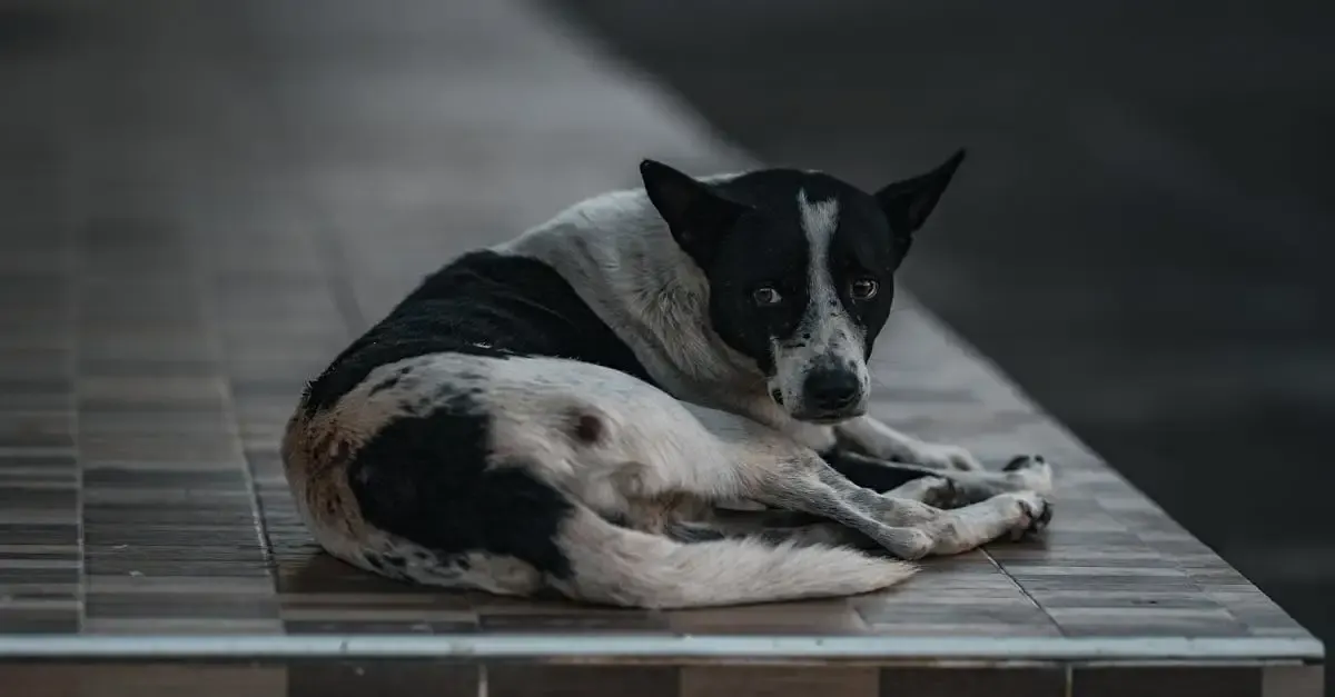 Hunde fotografie ideen