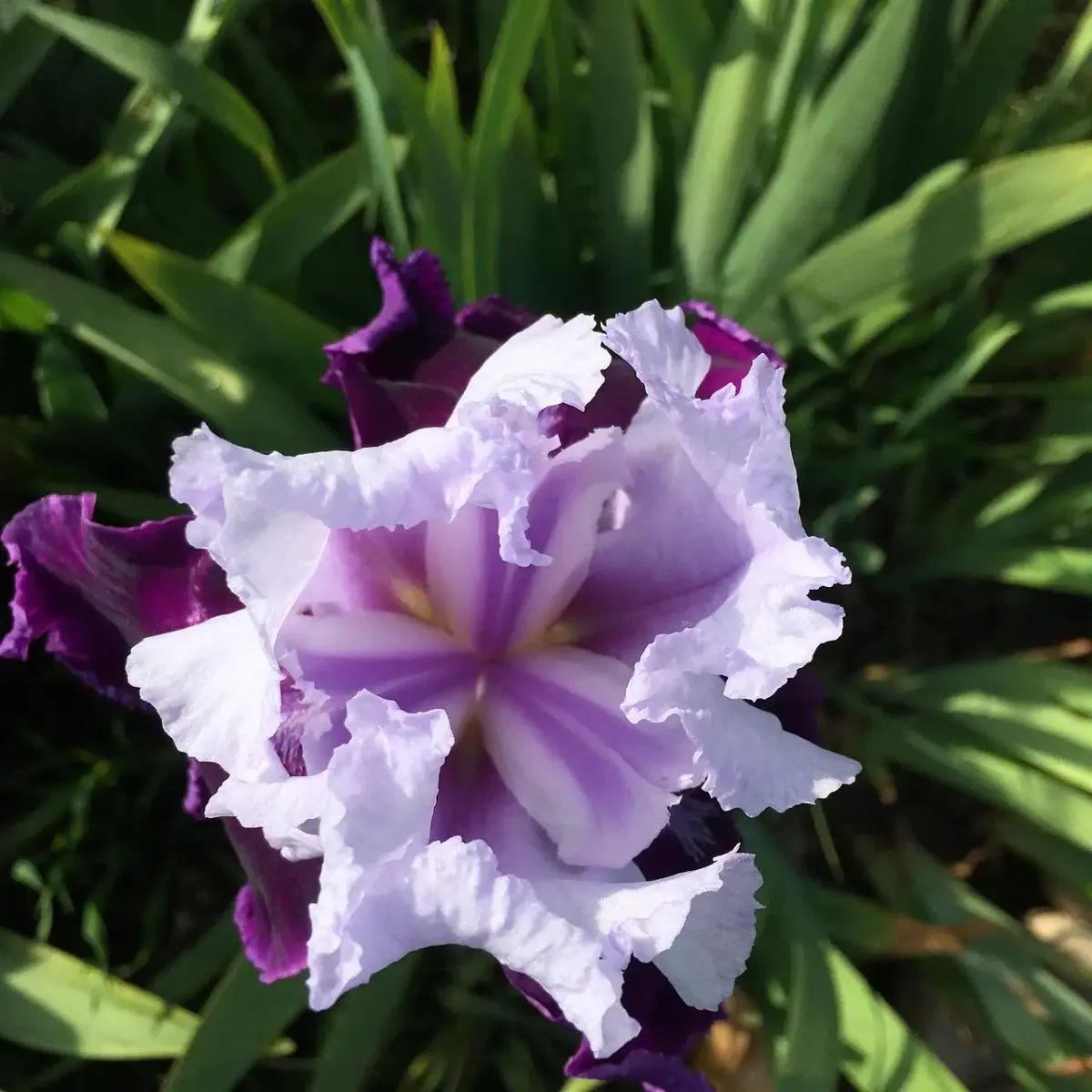 Iris fotografie online