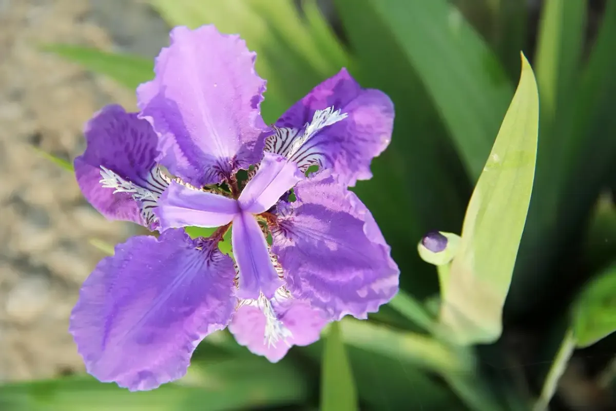 Iris fotografie selber machen