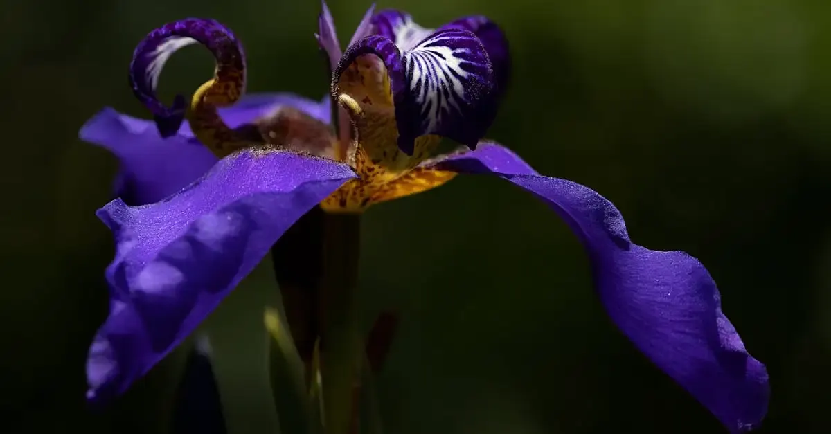 Iris Fotografie: Tipps für die perfekte Kameraeinstellung