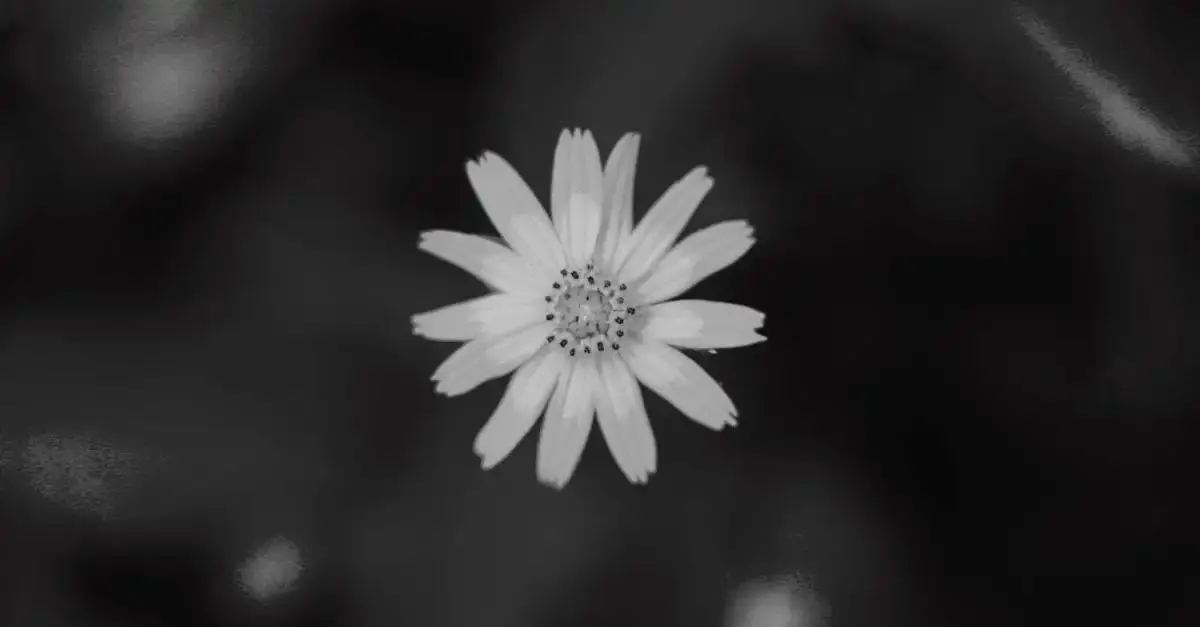 Karl blossfeldt fotografie