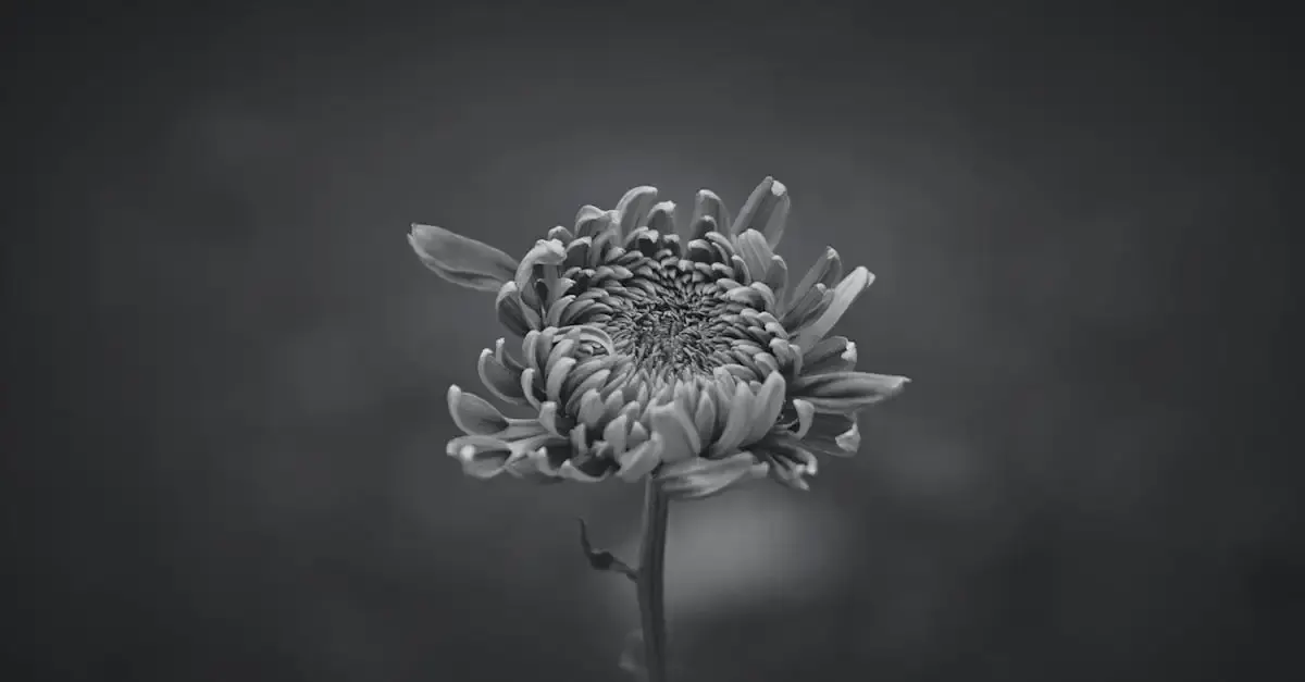 Künstlerische fotografie beispiele