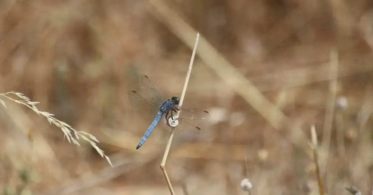Libelle fotografie