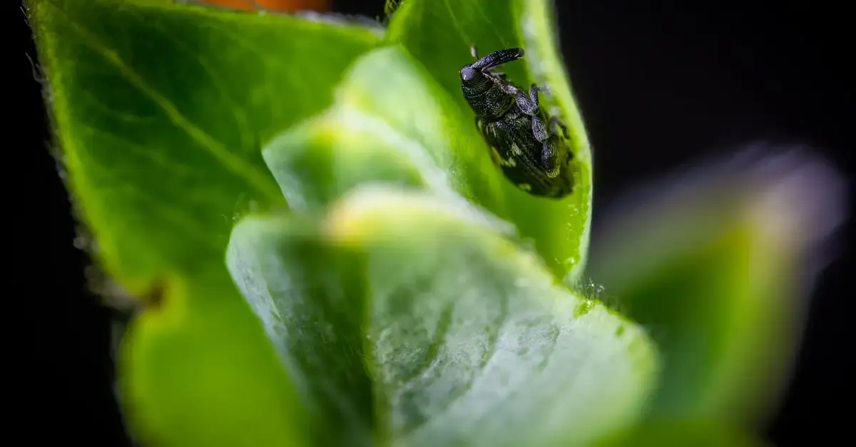 Makro fotografie