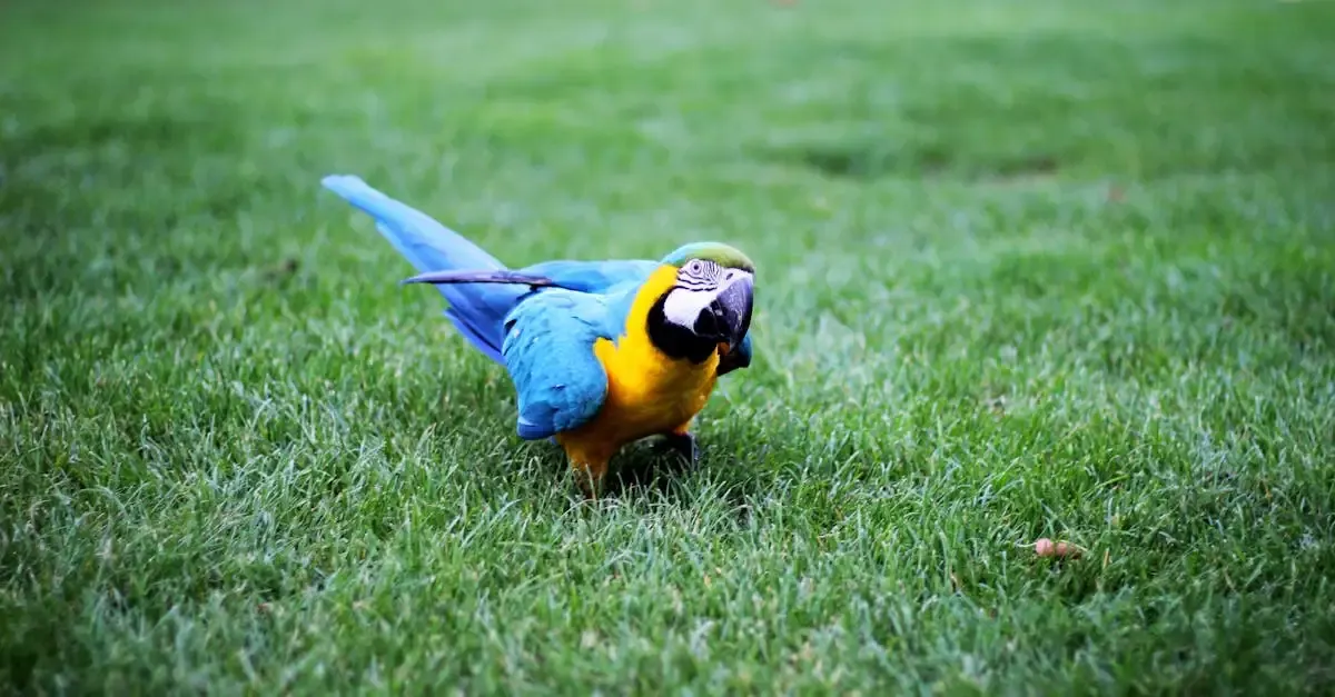 Paradiesvogel fotografie