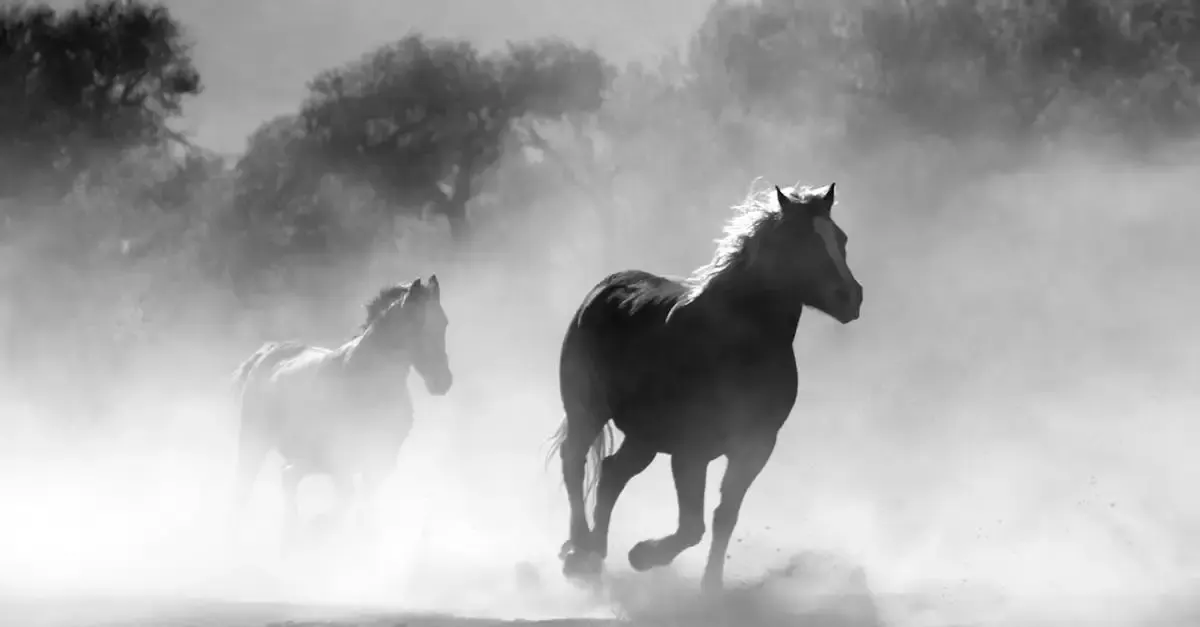 Pferd fotografie