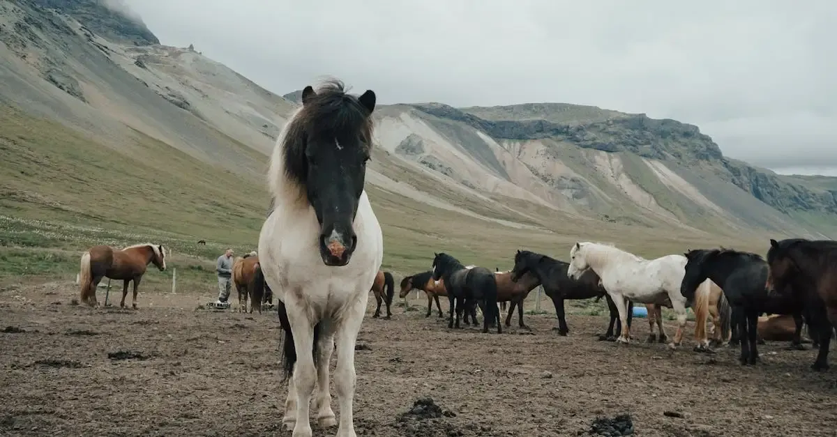Ponyliebe fotografie