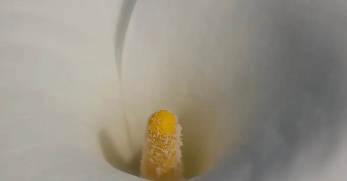 Professionelle Fotografie für unvergessliche Momente