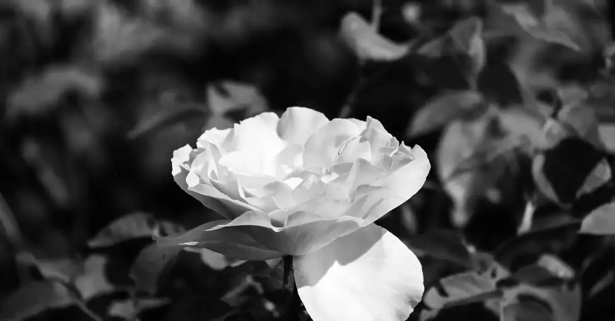 S rose fotografie