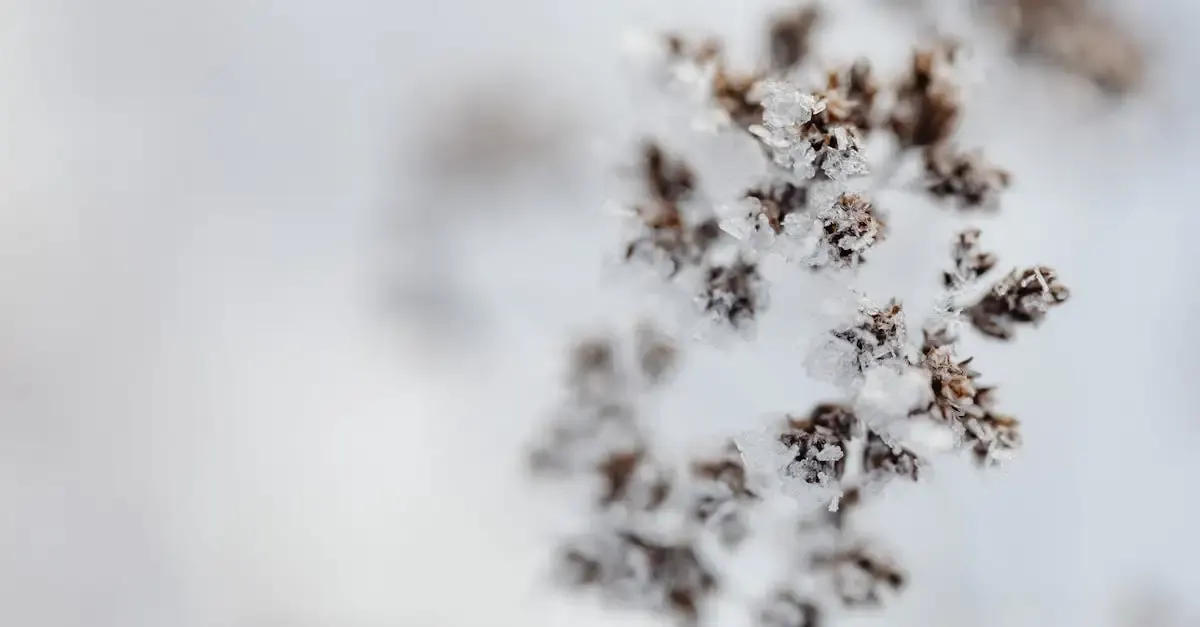 Schneeflocken fotografie