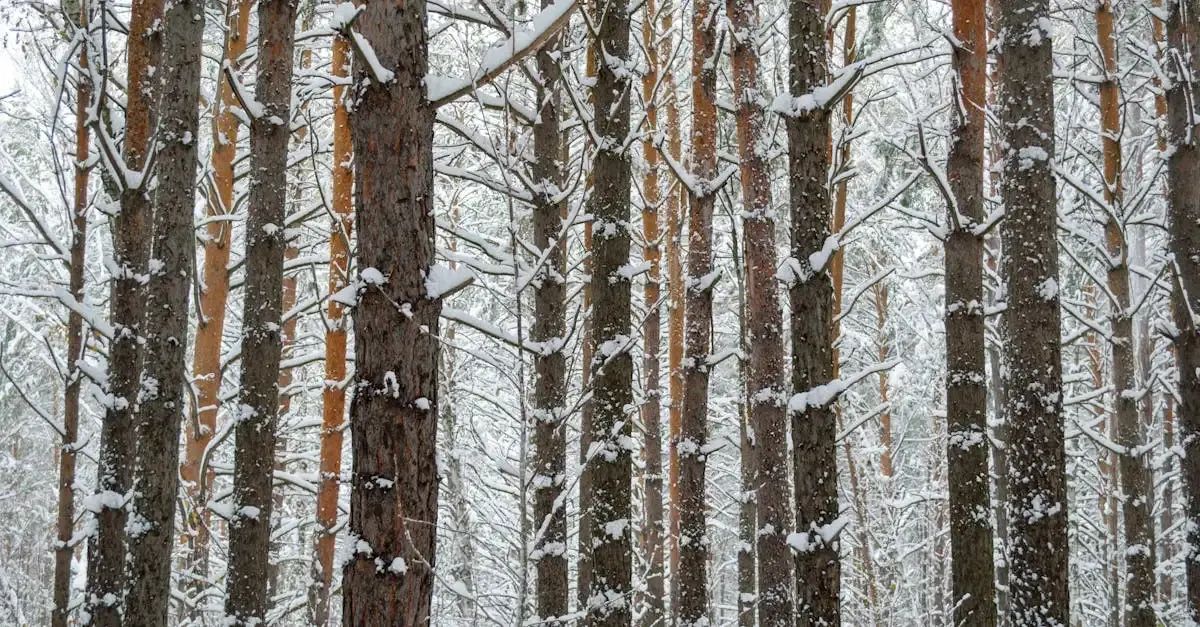 Schwarz-Weiß-Fotografie: Landschaftsaufnahmen meistern