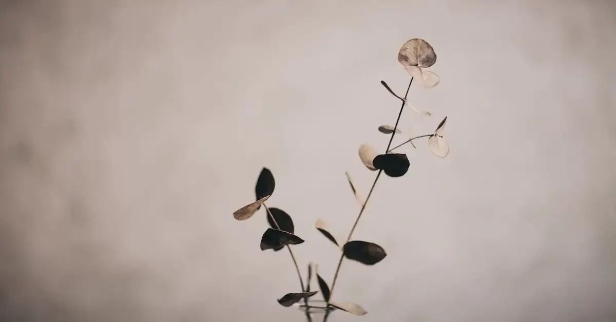Sepia fotografie