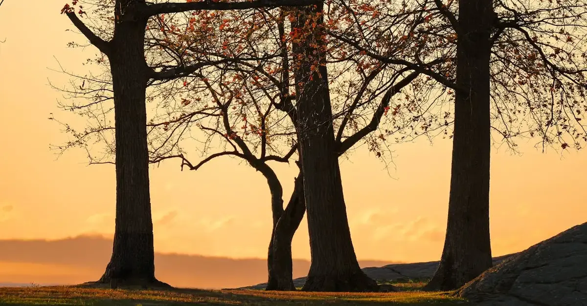 Silhouetten fotografie