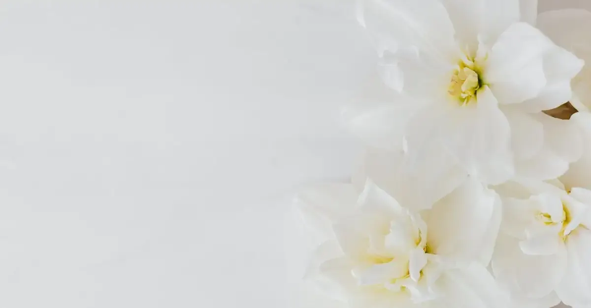 Stillleben fotografie einfach