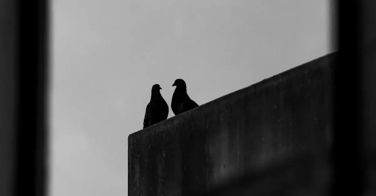 Vogel fotografie
