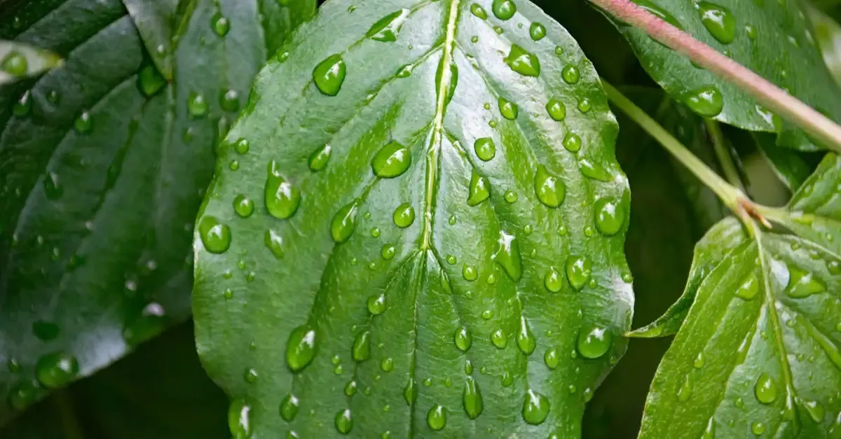 Wassertropfen fotografie