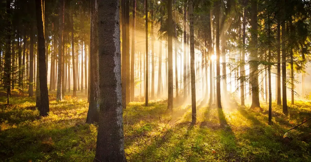Wasserzeichen fotografie